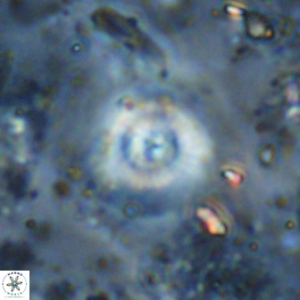 Cyclagelosphaera reinhardtii 35755