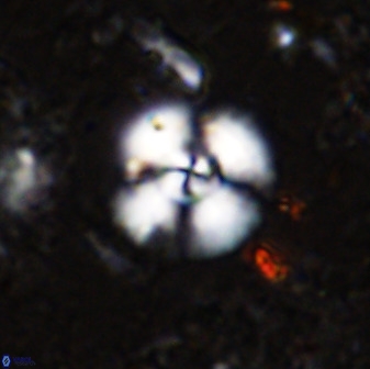 Cyclagelosphaera reinhardtii 35752