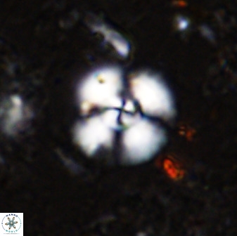 Cyclagelosphaera reinhardtii 35752