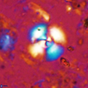 Cyclagelosphaera reinhardtii 35753