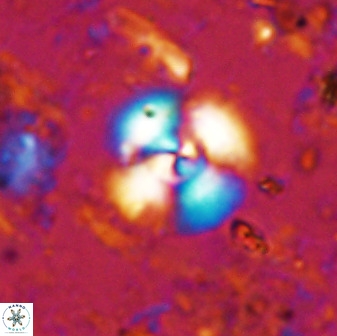 Cyclagelosphaera reinhardtii 35753