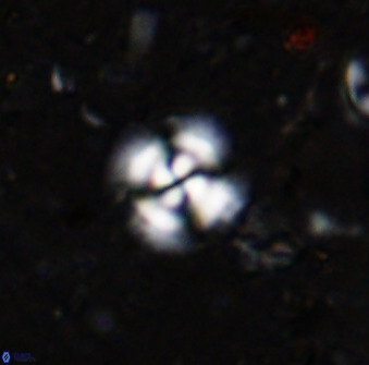 Cyclagelosphaera reinhardtii 36634