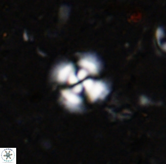 Cyclagelosphaera reinhardtii 36634