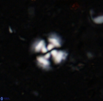 Cyclagelosphaera reinhardtii 36636
