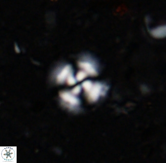 Cyclagelosphaera reinhardtii 36636