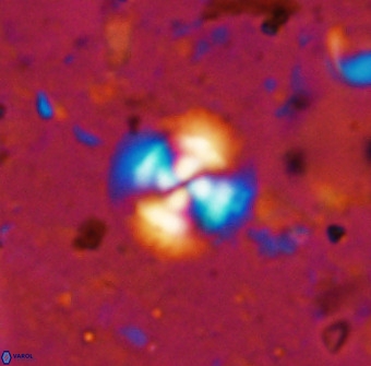 Cyclagelosphaera reinhardtii 36637