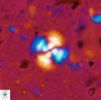 Cyclagelosphaera reinhardtii 36637