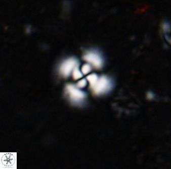 Cyclagelosphaera reinhardtii 36631