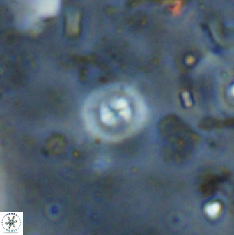 Cyclagelosphaera reinhardtii 36640