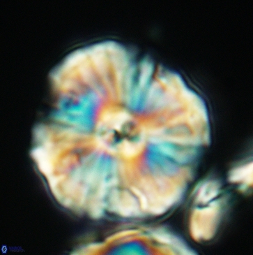Cyclagelosphaera riyadhensis 3792