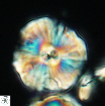Cyclagelosphaera riyadhensis 3792