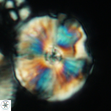 Cyclagelosphaera riyadhensis 3794
