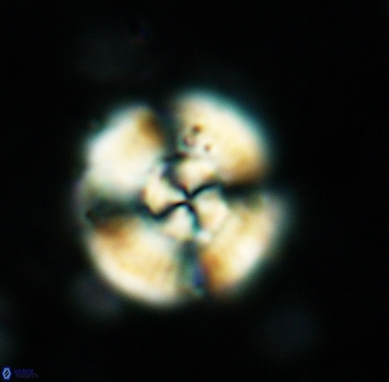 Cyclagelosphaera reinhardtii 5398