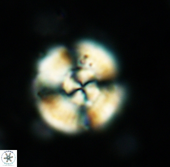 Cyclagelosphaera reinhardtii 5398