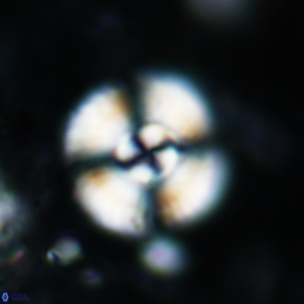 Cyclagelosphaera reinhardtii 870