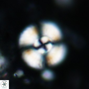 Cyclagelosphaera reinhardtii 870