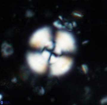 Cyclagelosphaera reinhardtii1139