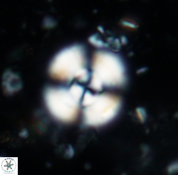 Cyclagelosphaera reinhardtii1139