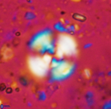 Cyclagelosphaera reinhardtii 1140