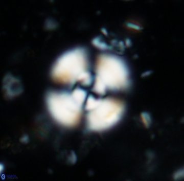 Cyclagelosphaera reinhardtii 1141