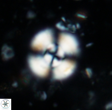 Cyclagelosphaera reinhardtii 1141