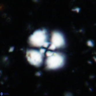 Cyclagelosphaera reinhardtii1494