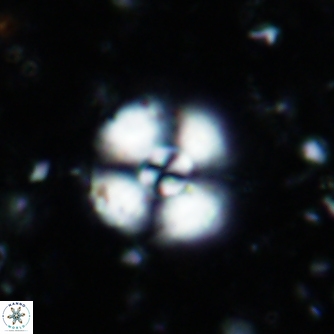Cyclagelosphaera reinhardtii1494