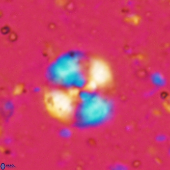 Cyclagelosphaera reinhardtii 1495