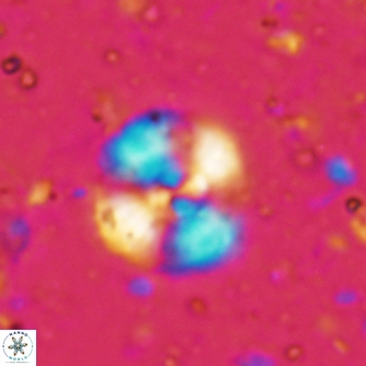 Cyclagelosphaera reinhardtii 1495