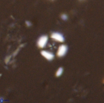 Cyclagelosphaera rotaclypeata 38077
