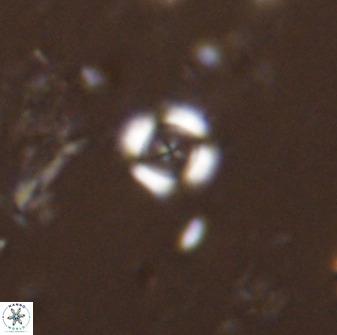 Cyclagelosphaera rotaclypeata 38077