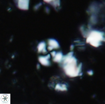 Cyclagelosphaera shenleyensis 1292