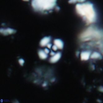Cyclagelosphaera shenleyensis 1348