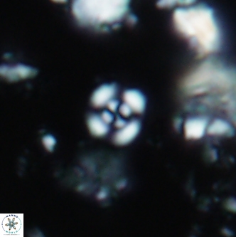 Cyclagelosphaera shenleyensis 1348