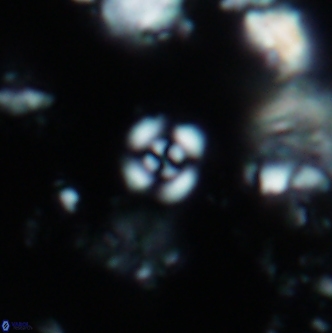 Cyclagelosphaera shenleyensis 1350