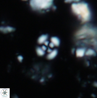 Cyclagelosphaera shenleyensis 1350
