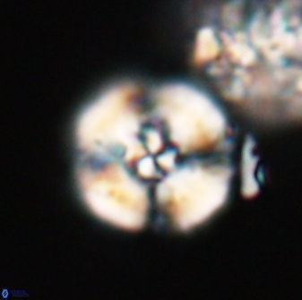 Cyclagelosphaera sp A 22914