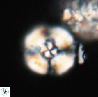 Cyclagelosphaera sp A 22914