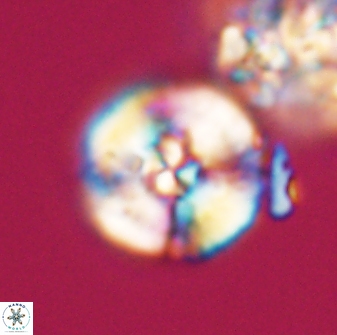 Cyclagelosphaera sp A 22915