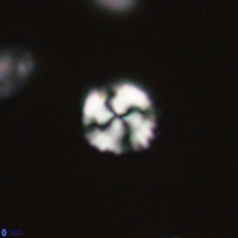 Cyclagelosphaera sp A 67070