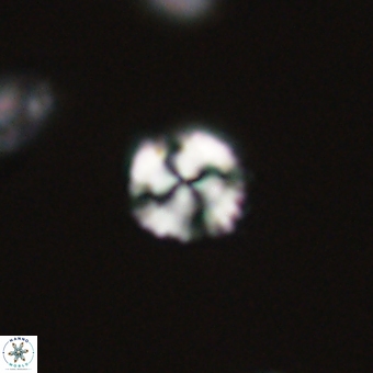 Cyclagelosphaera sp A 67070