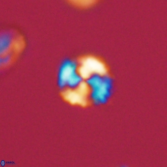 Cyclagelosphaera sp A 67071