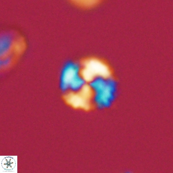 Cyclagelosphaera sp A 67071