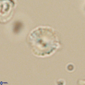 Cyclagelosphaera sp A 67073