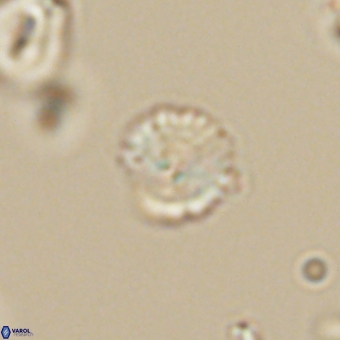 Cyclagelosphaera sp A 67074