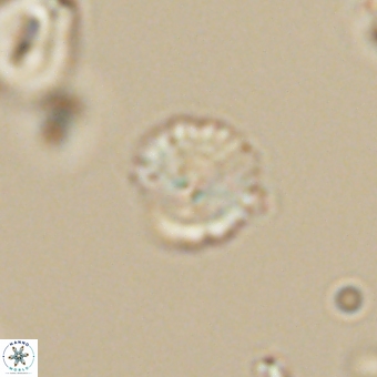 Cyclagelosphaera sp A 67074