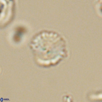 Cyclagelosphaera sp A 67077