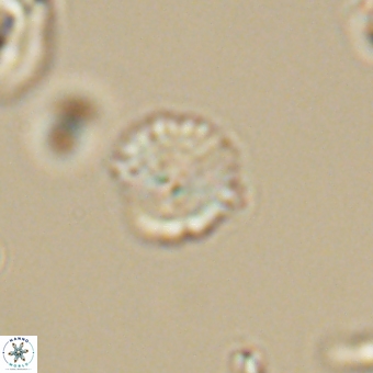 Cyclagelosphaera sp A 67077
