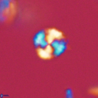 Cyclagelosphaera sp A 67078