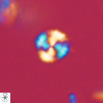 Cyclagelosphaera sp A 67078
